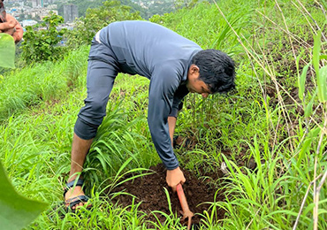 Tree Plantation