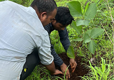 Tree Plantation
