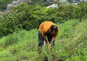 Tree Plantation