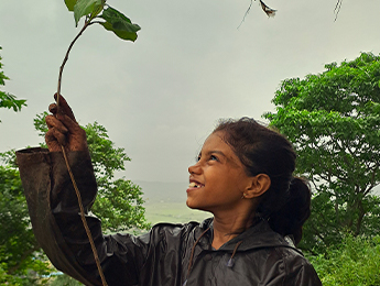 Tree Plantation