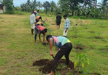 Tree Plantation