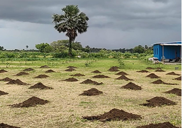Tree Plantation