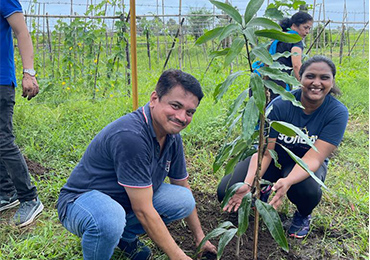 Tree Plantation