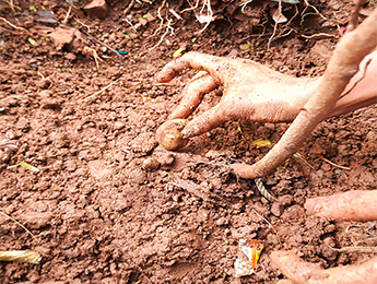 Tree Plantation