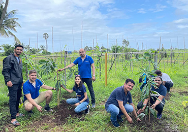 Tree Plantation