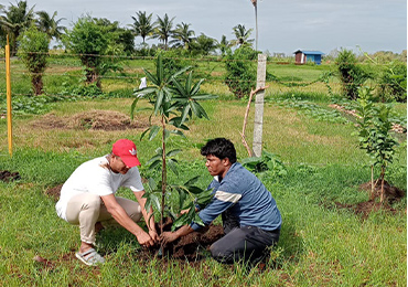 Tree Plantation