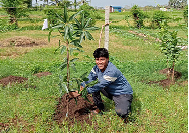 Tree Plantation