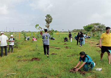 Tree Plantation