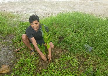 Tree Plantation