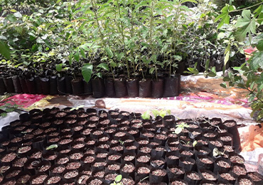 Tree Plantation
