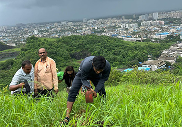 Tree Plantation