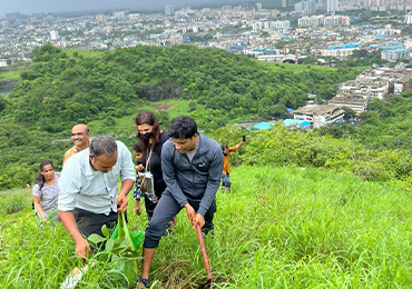 Tree Plantation