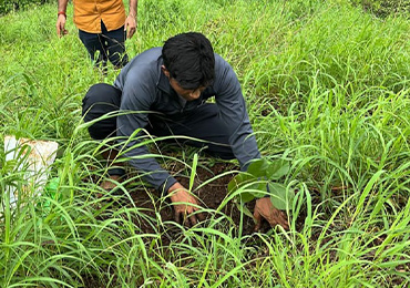 Tree Plantation
