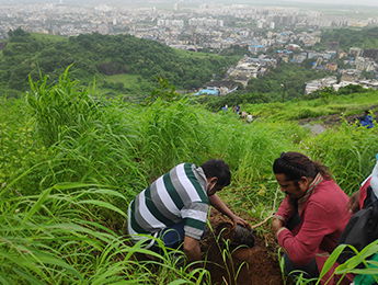 Tree Plantation